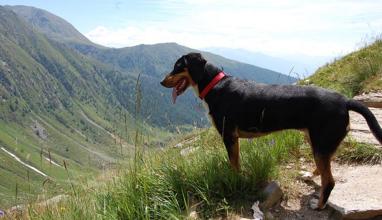 Wandern mit Hund Pustertal Südtirol und Osttirol