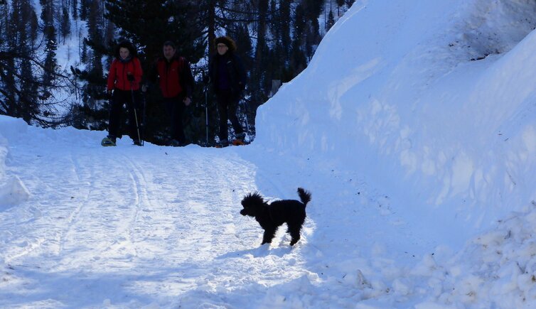 RS C schwarzer hund im schnee